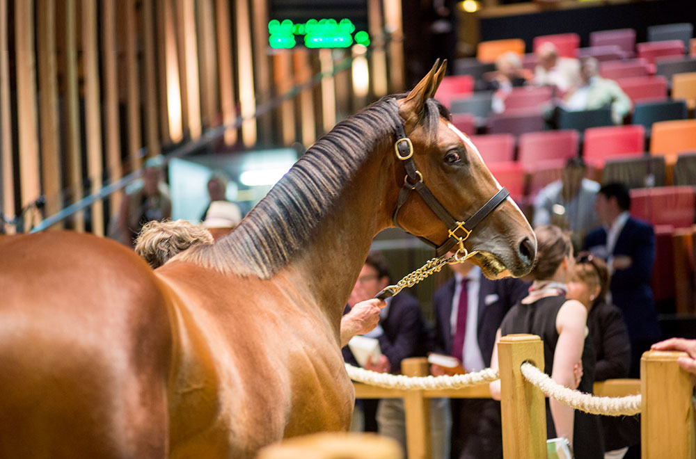 A groundbreaking platform to auction top class horses but also stallion sha...